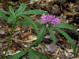 Trifolium alpestre. Верхняя часть цветущего растения. Киев, Святошино, тенистая часть смешанного леса (дуб, сосна, клён), июнь 2008 г.