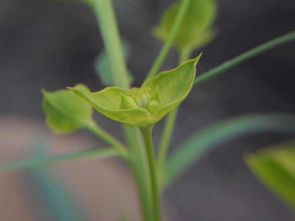 Изображение особи Euphorbia kaleniczenkoi.