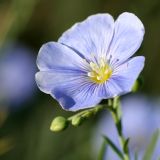 Linum perenne. Цветок. Республика Калмыкия, окр. с. Ульдючины, степь. 22.07.2012.