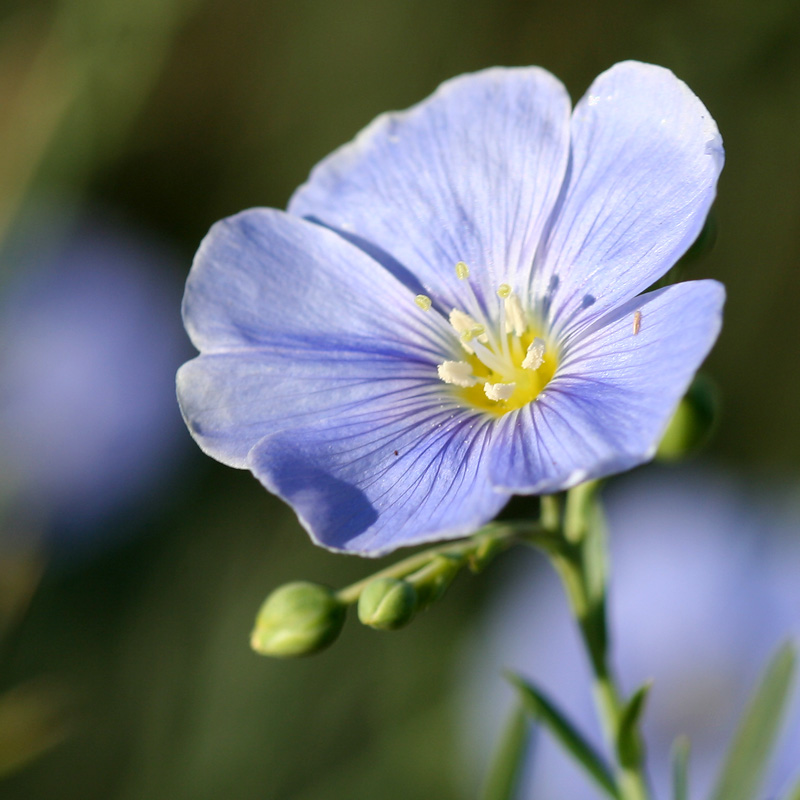 Изображение особи Linum perenne.