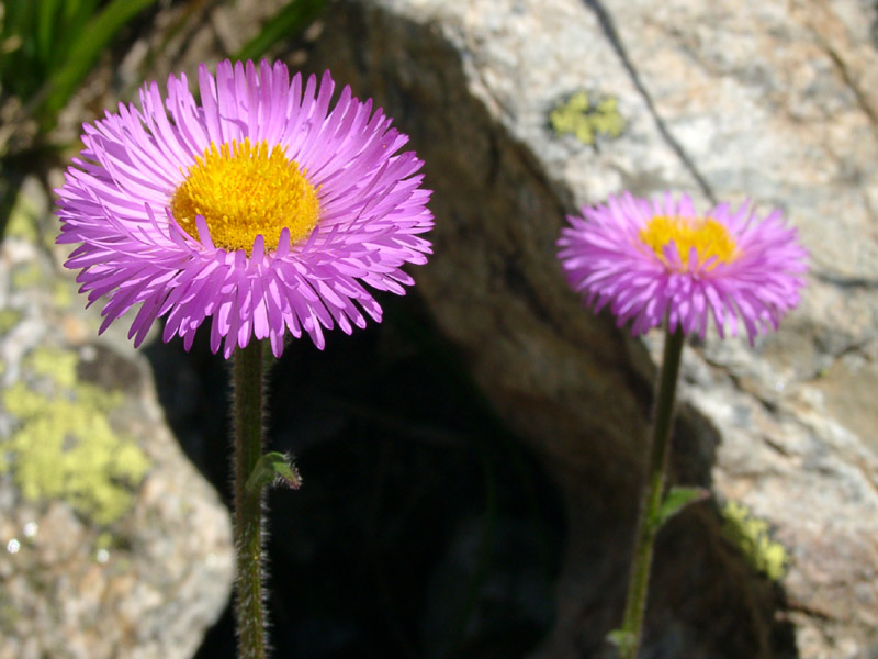 Image of Erigeron venustus specimen.