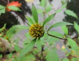 Bidens frondosa