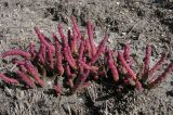 Salicornia perennans