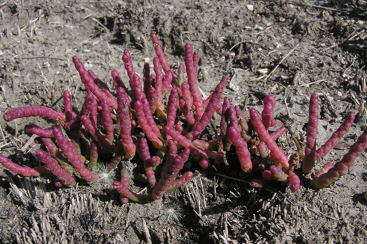 Изображение особи Salicornia perennans.