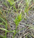 Carex dolichocarpa