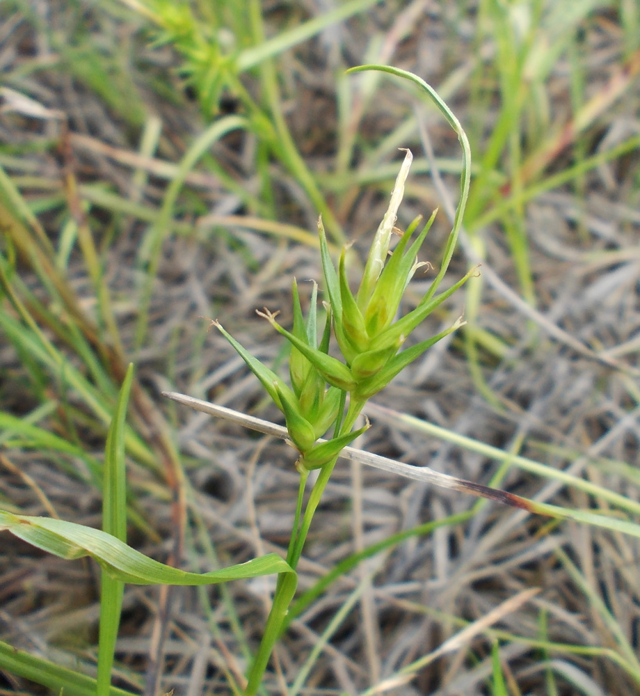 Изображение особи Carex dolichocarpa.