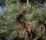 Pinus nigra. Ветвь с созревшей шишкой. Германия, г. Кемпен, в частном саду. 19.10.2012.