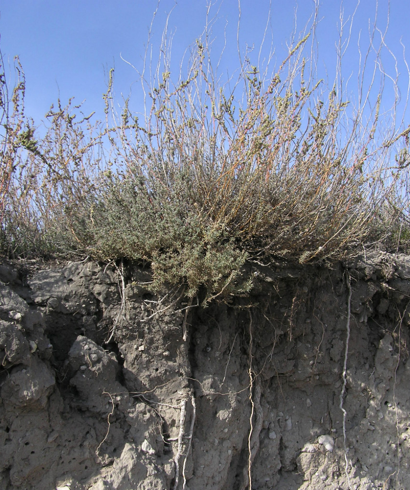 Image of Bassia prostrata specimen.