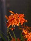 Crocosmia aurea