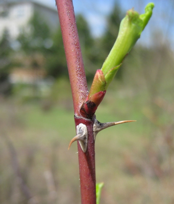 Image of Rosa cinnamomea specimen.