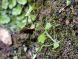 Saxifraga hederacea