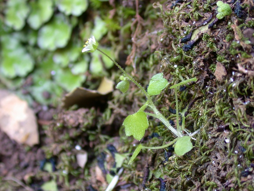 Image of Saxifraga hederacea specimen.