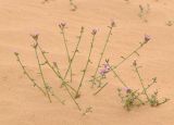 Eremobium aegyptiacum. Занесённое песком цветущее и плодоносящее растение. Israel, Northern Negev, Holot Mash'abbim. 14.02.2012.