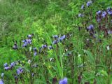 Lactuca sibirica