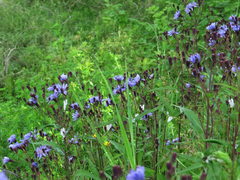 Изображение особи Lactuca sibirica.