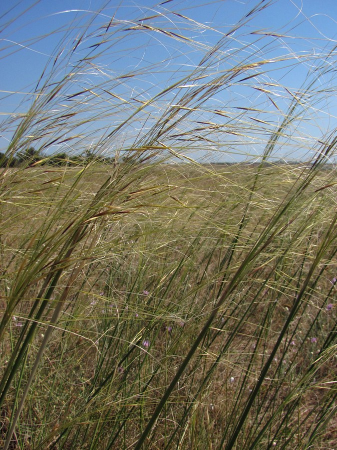 Изображение особи Stipa capillata.