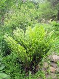 Dryopteris crassirhizoma. Общий вид растения. Владивосток, Ботанический сад-институт ДВО РАН. 10 июня 2012 г.