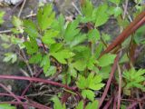 Ranunculus repens