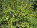 Ribes aureum