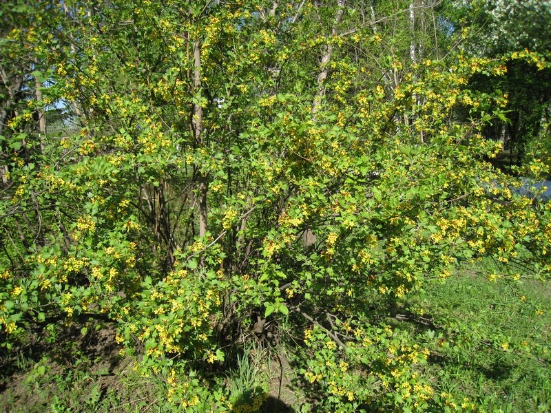 Изображение особи Ribes aureum.