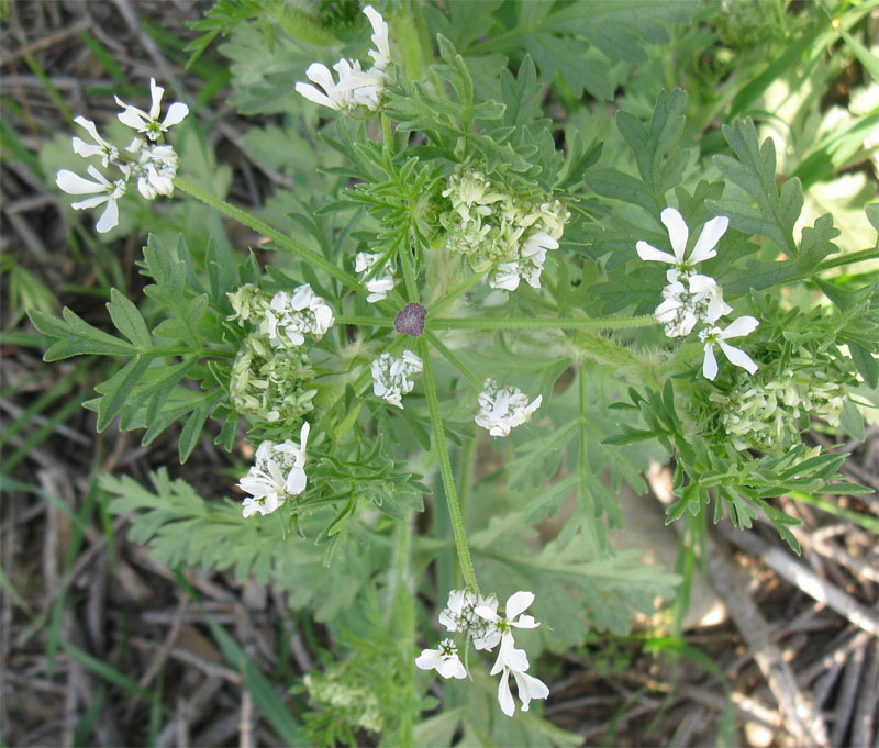 Image of familia Apiaceae specimen.