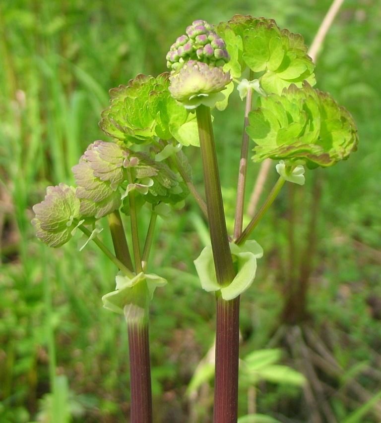 Image of Thalictrum contortum specimen.