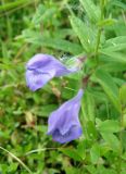 Scutellaria galericulata. Соцветие. Якутия (Саха), Нерюнгринский р-н, база отдыха Нахот, заболоченный участок. 04.08.2012.