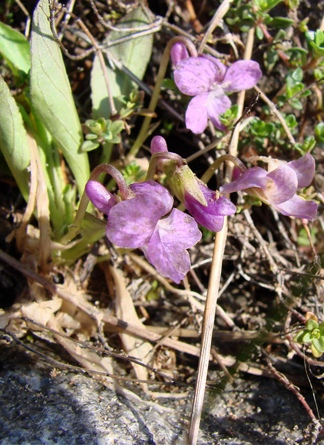 Изображение особи Viola gmeliniana.