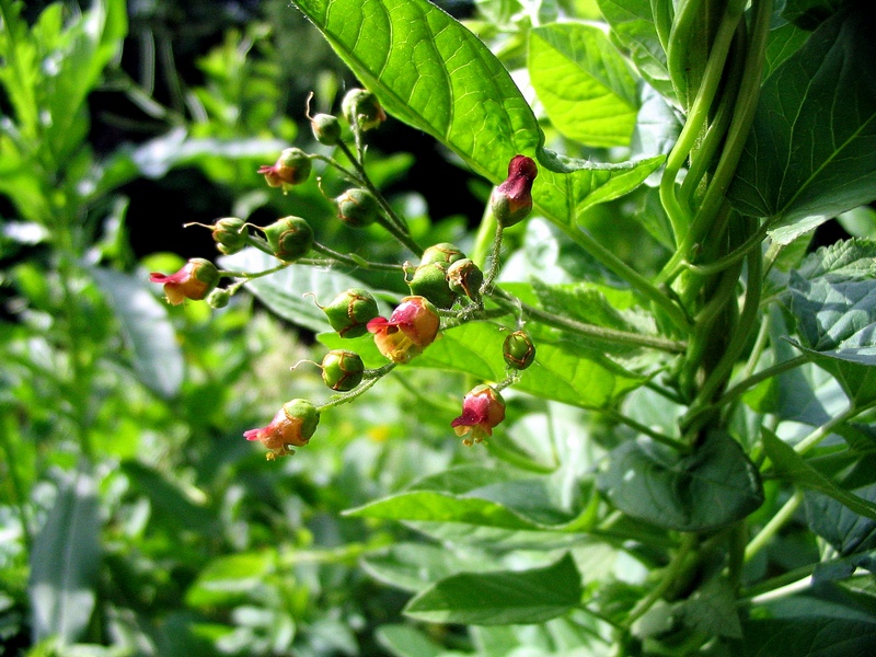 Изображение особи Scrophularia scopolii.