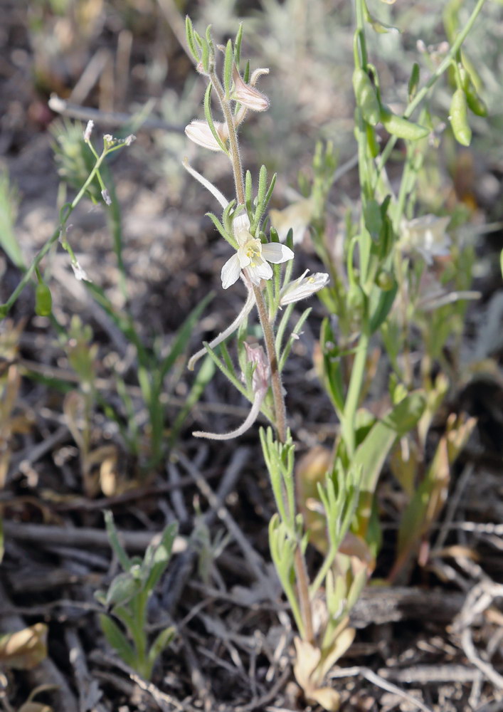 Image of Delphinium rugulosum specimen.