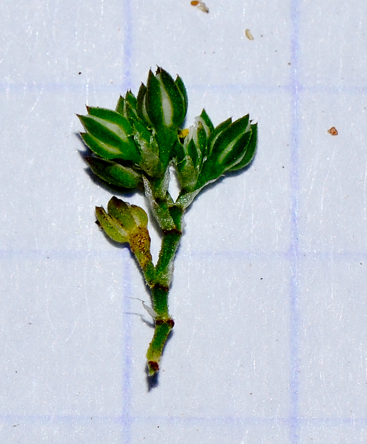 Image of Polycarpon tetraphyllum specimen.