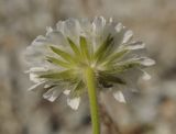 Knautia ambigua