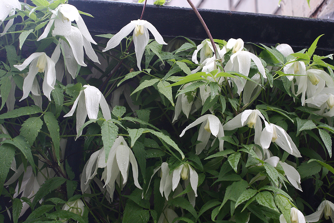 Изображение особи Atragene sibirica.