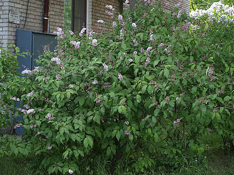 Image of Syringa × henryi specimen.