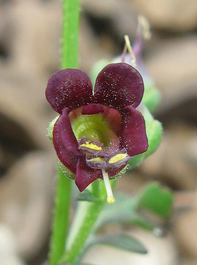 Изображение особи Scrophularia exilis.