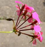 Pelargonium peltatum