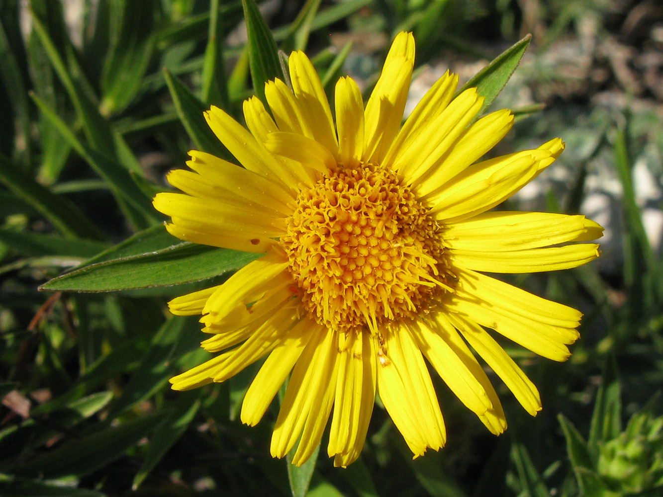 Изображение особи Inula ensifolia.