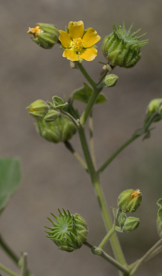 Изображение особи Abutilon theophrasti.