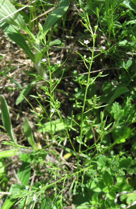 Image of Thesium ramosum specimen.