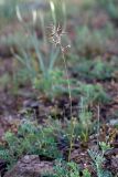 Poa bulbosa ssp. vivipara