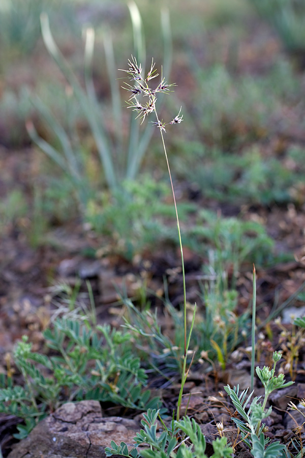 Image of Poa bulbosa ssp. vivipara specimen.