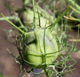 Nigella damascena