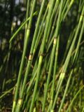 Equisetum &times; moorei