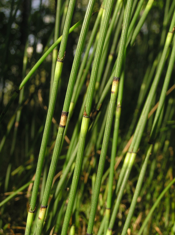 Изображение особи Equisetum &times; moorei.