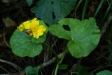 Caltha silvestris
