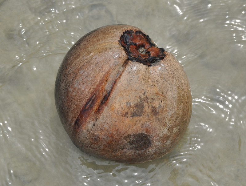 Image of Cocos nucifera specimen.