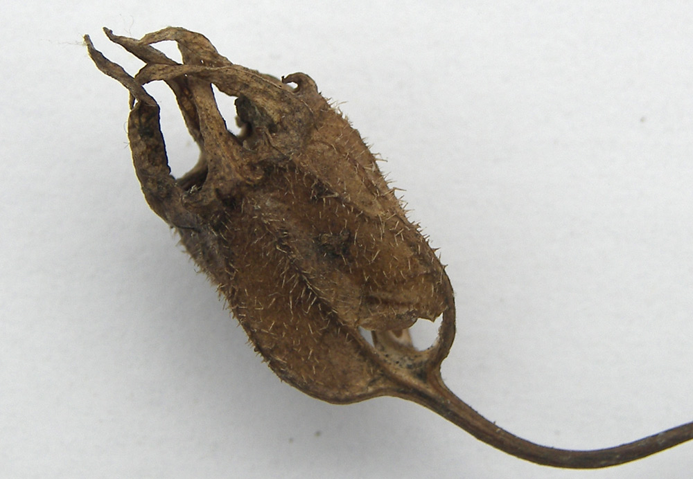 Image of Campanula siegizmundi specimen.