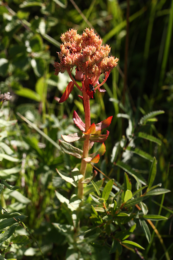 Image of Rhodiola rosea specimen.