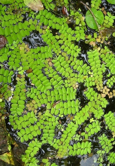 Image of Salvinia natans specimen.