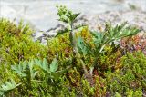 Heracleum sibiricum. Расцветающее растение в зарослях Empetrum. Карелия, Лоухский р-н, окр. пос. Чкаловский, берег Белого моря. 16.06.2013.